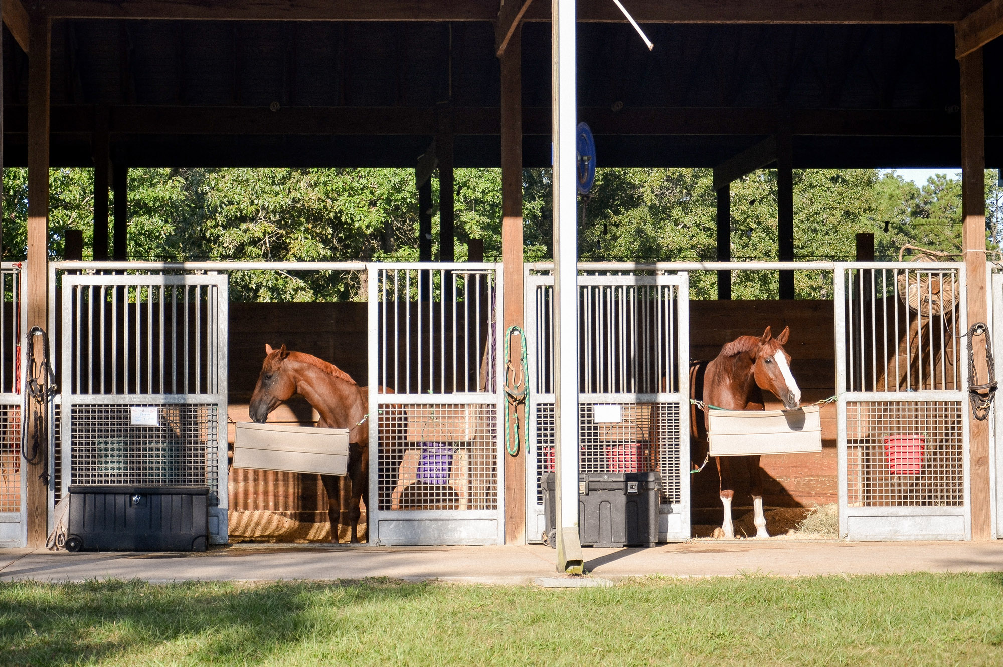Horse Riding Lessons and Boarding Edgebrook Equestrian Center